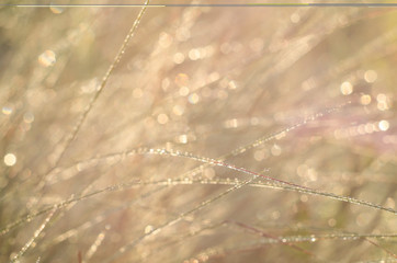 Background of grass in dew.