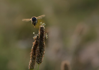 Flying bee over a flower