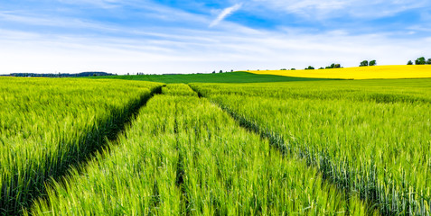 Green field of wheat growing in spring, farm landscape
