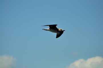 seagull in flight