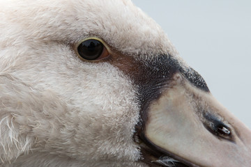 Auge eines Höckerschwans