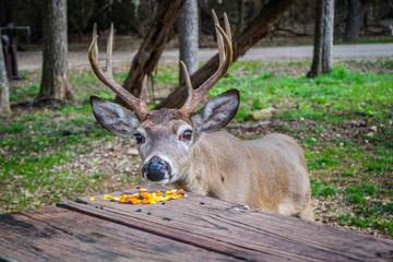 A White-Tailed Deer in Lake Hills, Texas