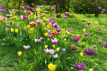 Tulpen, bunt, Landschaft