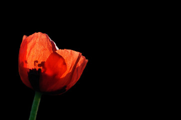 Isolate of poppy flower on black background