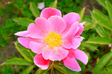 Peony flowers in a park