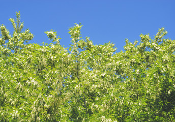 木　枝　花　空　素材