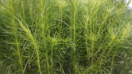 closeup of green grass