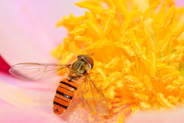 hoverfly on stamen