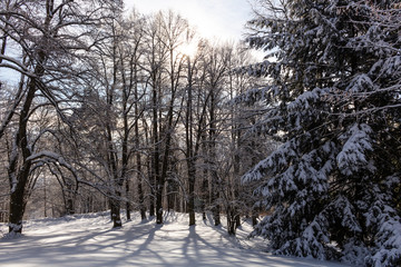 Winter deciduous forest on a foggy December's morning.