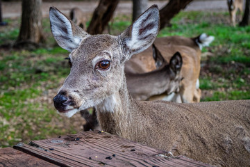 Obraz premium A White-Tailed Deer in Lake Hills, Texas