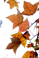 autumn leaves isolated on white background