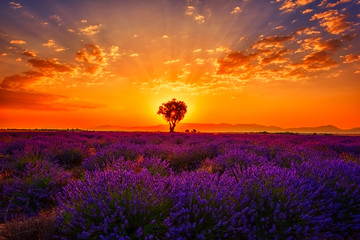 Lavender field with single tree, amazing landscape, sunset glow in fiery color cloudy sky, natural...