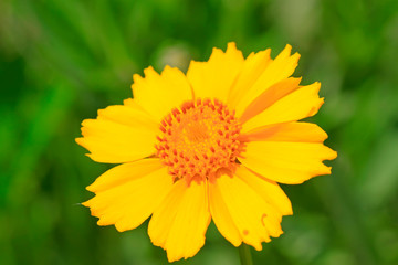 Obraz premium Yellow flowers in a park