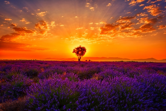 Lavender field with single tree, amazing landscape, sunset glow in fiery color cloudy sky, natural summer travel background, Provence, France © larauhryn