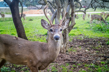 A White-Tailed Deer in Lake Hills, Texas
