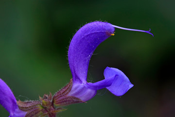 lythrum salicaria flowers