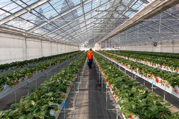 a man havesting Strawberry during harvest season. Big fresh red and green  Strawberry in a nursery farm.