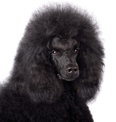 Portrait of black poodle