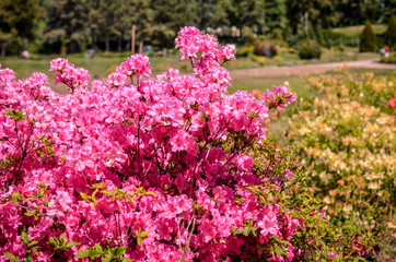 Blooming meadow with pink flowers of rhododendron bushes