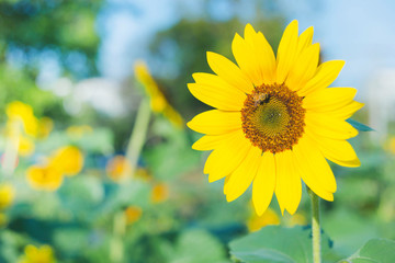 Fototapeta premium Yellow sunflowers on the background of the summer sky