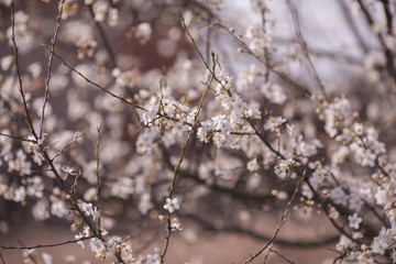Cherry blossom tree with white flower. Spring background
