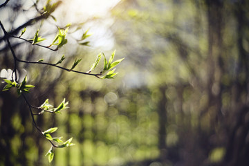 Background with branches in the spring.