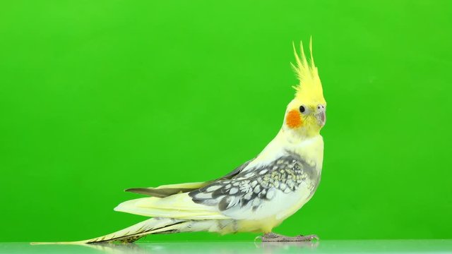 Corella parrot isolated on green screen
