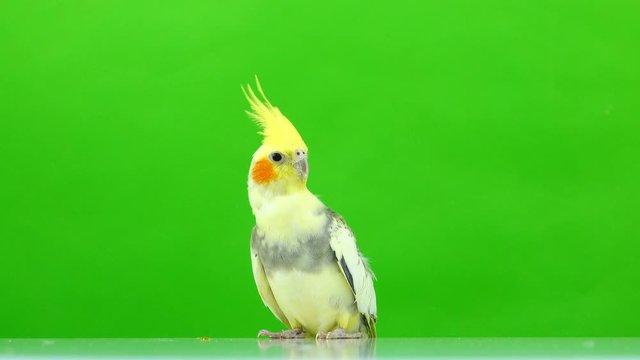 Corella parrot isolated on green screen