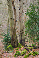 Alter Buchenstamm im Wald