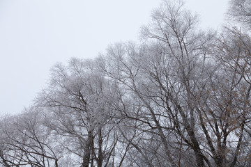 Black crones of trees on a sky background. Russian provincial natural landscape in gloomy weather
