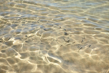 small fish in a water near the sea shore