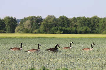 Canada Geese destroy and damage to crops and cause many problems for farmers. Clipped leaves and stalks on plants, as well as goose droppings are all over the crops fields.