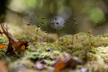Fototapeta premium moss spore growing in rainy day with bokeh background.
