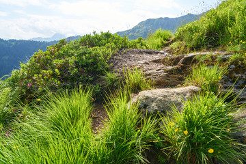 Fototapeta na wymiar Gras und Pflanzen auf Berg in den Alpen