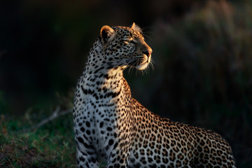 Fototapeta na wymiar Portrait of Leopard Fig early in the morning in Masai Mara, Kenya
