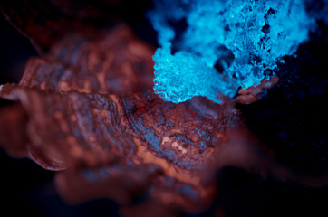 Ice on bracket fungus close-up