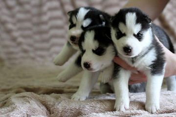 Husky puppies on the bedspread