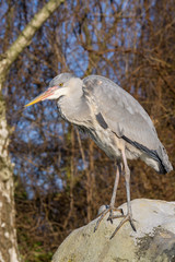 Graureiher steht in der Sonne