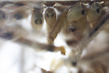 Mosquito Larva in the order Diptera, Anopheles sp. (Mosquito Larva) in the water for education.