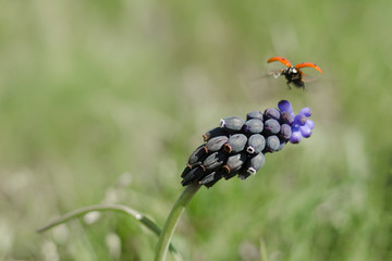 Muscari neglectum growing in the steppe meadow