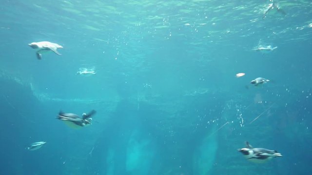 Galapagos penguins diving into the water to the depths. Underwater shot during the day, natural lighting. Turquoise water.