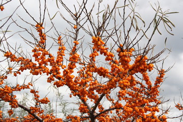 sea buckthorn berries tree