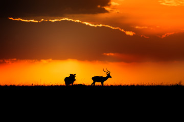 Fototapeta na wymiar Impala gazelle and Warthog at sunset in Masai Mara, Kenya