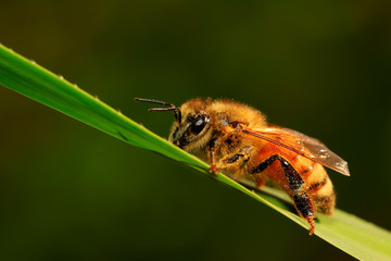 bees on plant leaves