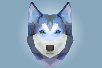 Low poly head of husky dog in blue color