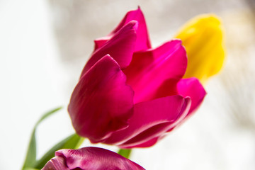 A bouquet of yellow and pink tulips in a vase on the windowsill. A gift from flowers by the window.