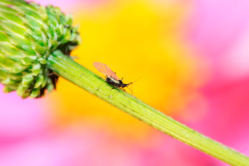 aphids on the plant stalk
