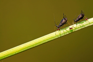 aphids on the plant stalk