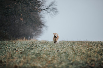 Golden Retriever