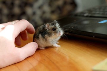 Djungarian hamster in hand
